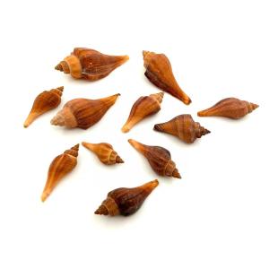 CARACOLES 130 GRS