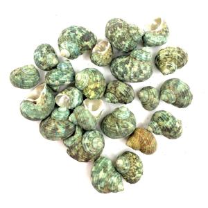 CARACOLES DECORADOS 150 GRS
