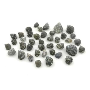 CARACOLITOS TURBO 150 GRS