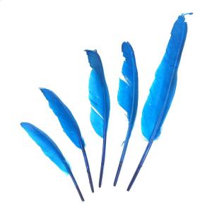 PLUMAS 25-30 CM TURQUESA X 25 UN