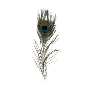 Pluma Pavo Real